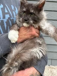 Chaton Maine Coon mâle