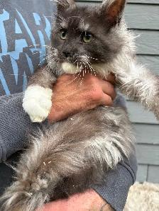 Chaton Maine Coon mâle - Photo 2