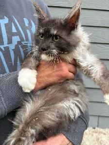 Chaton Maine Coon mâle - Photo 3
