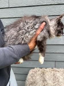 Chaton Maine Coon mâle - Photo 4