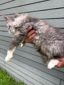 Chaton Maine Coon mâle - Photo 5