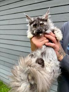 Chaton Maine Coon femelle