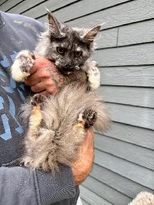 Chaton Maine Coon femelle - Photo 2