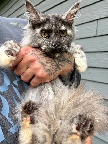 Chaton Maine Coon femelle - Photo 3