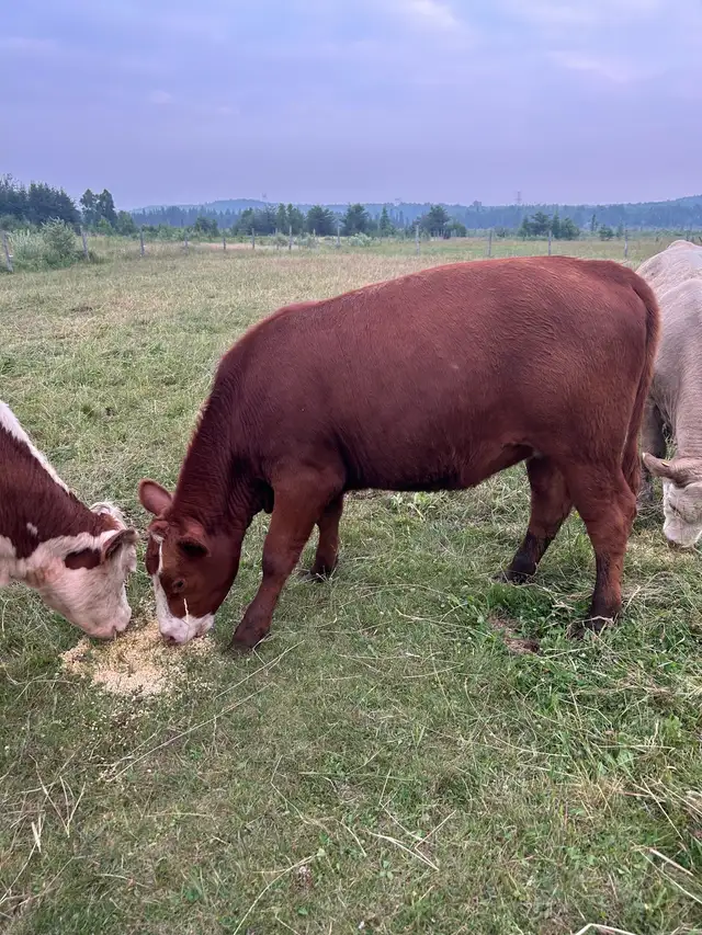 Red angus/hereford heifer
