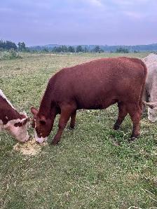 Red angus/hereford heifer