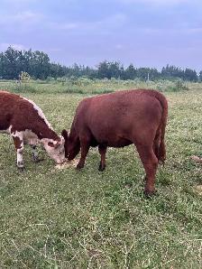 Red angus/hereford heifer - Photo 2