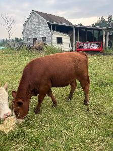 Red angus/hereford heifer - Photo 3