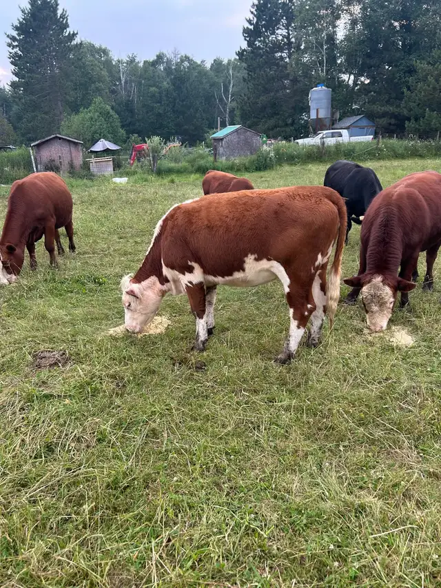 Hereford heifer