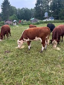 Hereford heifer