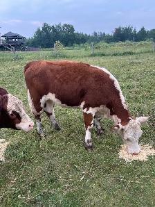 Hereford heifer - Photo 2