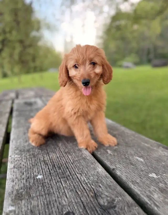 Goldendoodle puppies