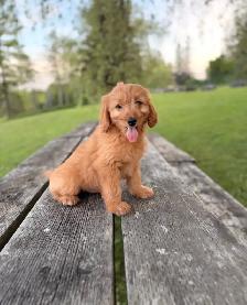 Goldendoodle puppies - Photo 2
