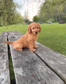 Goldendoodle puppies - Photo 3