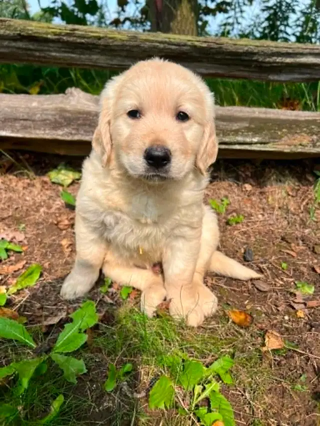 Golden Retriever puppies