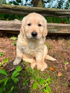 Golden Retriever puppies