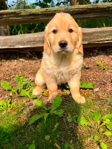 Golden Retriever puppies - Photo 2