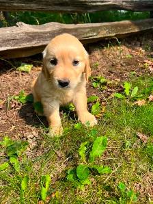 Golden Retriever puppies - Photo 3