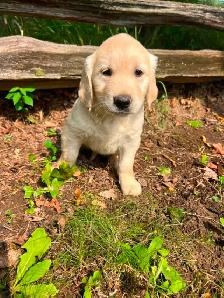 Golden Retriever puppies - Photo 4