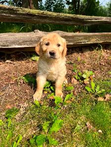 Golden Retriever puppies - Photo 5