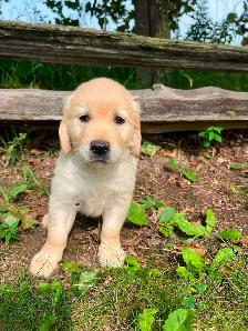 Golden Retriever puppies - Photo 6