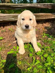 Golden Retriever puppies - Photo 7