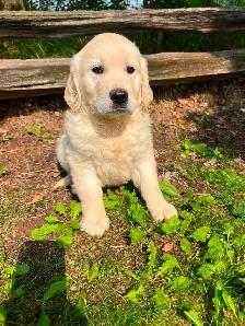 Golden Retriever puppies - Photo 8