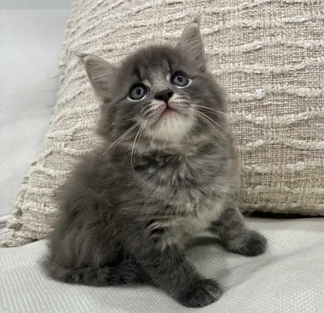 Chaton Sibérien hypoallergene