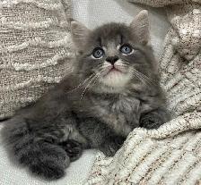 Chaton Sibérien hypoallergene - Photo 3