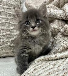Chaton Sibérien hypoallergene - Photo 4