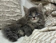 Chaton Sibérien hypoallergene - Photo 5