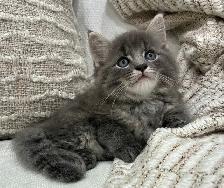Chaton Sibérien hypoallergene - Photo 6