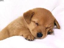No.1 Dog Walking & Petsitting Services - Photo 3