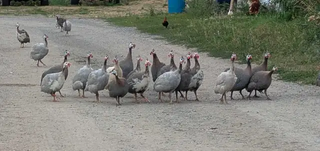 Male guinea fowl