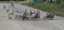 Male guinea fowl