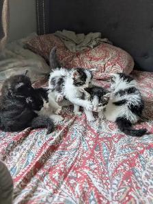Beautiful Ragdoll Mox Kittens