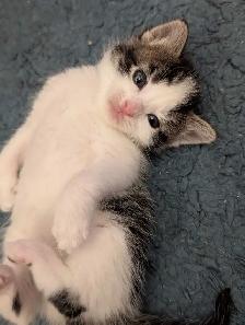 Beautiful Ragdoll Mox Kittens - Photo 3