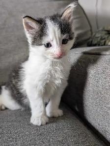 Beautiful Ragdoll Mox Kittens - Photo 4