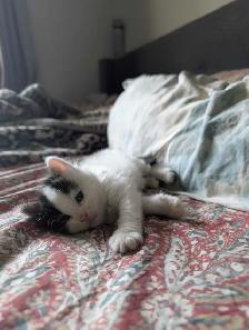 Beautiful Ragdoll Mox Kittens - Photo 6