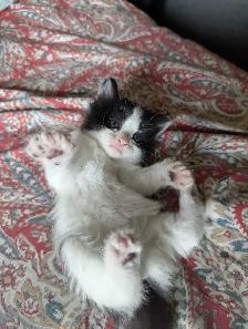 Beautiful Ragdoll Mox Kittens - Photo 7