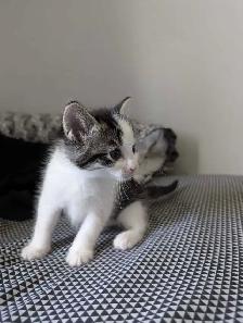 Beautiful Ragdoll Mox Kittens - Photo 8