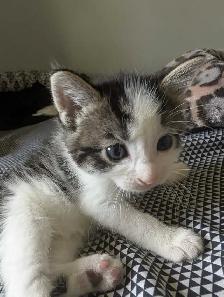 Beautiful Ragdoll Mox Kittens - Photo 9