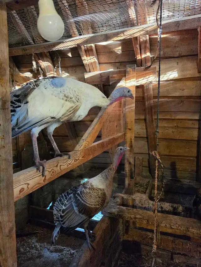 3 turkeys 1 Tom and 2 Hens