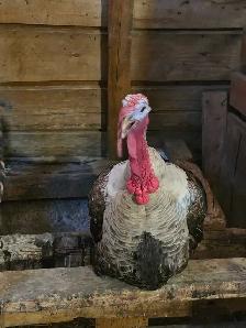 3 turkeys 1 Tom and 2 Hens - Photo 2