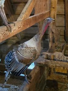 3 turkeys 1 Tom and 2 Hens - Photo 3