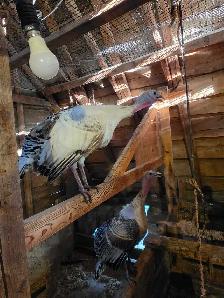 3 turkeys 1 Tom and 2 Hens - Photo 4