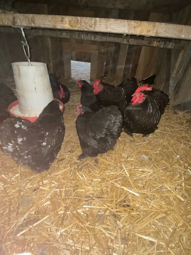 Cochin Bantams.