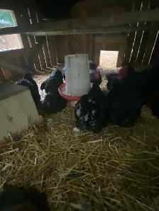 Cochin Bantams. - Photo 2