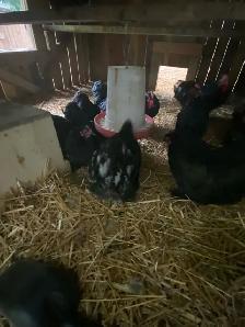 Cochin Bantams. - Photo 3