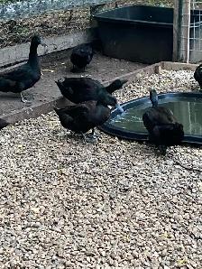 BIRD AND ANIMAL SALE!! - Photo 2